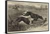 The Altcar Coursing Meeting, Running for the Waterloo Cup-null-Framed Stretched Canvas