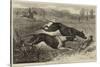 The Altcar Coursing Meeting, Running for the Waterloo Cup-null-Stretched Canvas