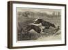 The Altcar Coursing Meeting, Running for the Waterloo Cup-null-Framed Giclee Print