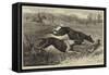 The Altcar Coursing Meeting, Running for the Waterloo Cup-null-Framed Stretched Canvas