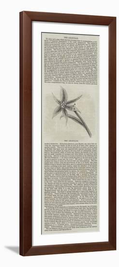 The Amaryllis-null-Framed Giclee Print