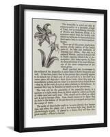 The Amaryllis-null-Framed Giclee Print