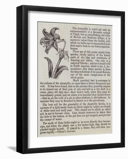 The Amaryllis-null-Framed Giclee Print