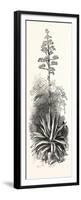 The American Aloe-null-Framed Premium Giclee Print