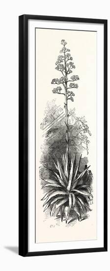 The American Aloe-null-Framed Premium Giclee Print