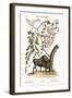 The American Bison, 1749-73-Mark Catesby-Framed Giclee Print