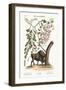 The American Bison, 1749-73-Mark Catesby-Framed Giclee Print