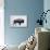 The American Bison-Davies Babies-Art Print displayed on a wall