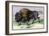 The American Bison-John Stewart-Framed Art Print