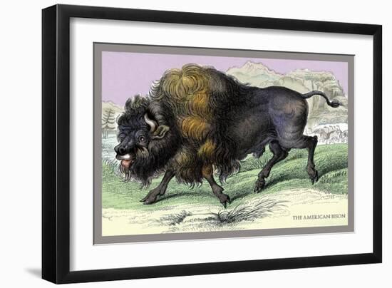 The American Bison-John Stewart-Framed Art Print
