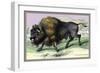 The American Bison-John Stewart-Framed Art Print