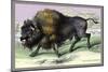 The American Bison-John Stewart-Mounted Art Print