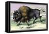 The American Bison-John Stewart-Framed Stretched Canvas