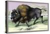 The American Bison-John Stewart-Stretched Canvas