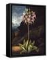 The American Cowslip-null-Framed Stretched Canvas