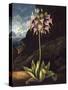 The American Cowslip-null-Stretched Canvas