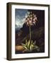 The American Cowslip-null-Framed Photographic Print