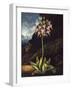 The American Cowslip-null-Framed Photographic Print