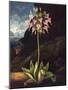 The American Cowslip-null-Mounted Photographic Print