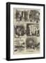 The American Fresh Meat Trade of Glasgow and London-null-Framed Giclee Print
