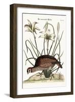 The American Partridge, 1749-73-Mark Catesby-Framed Giclee Print