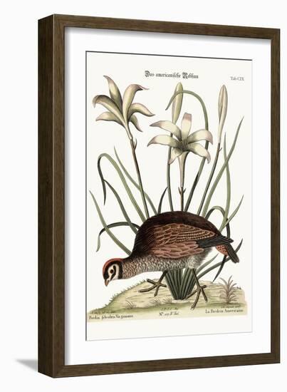 The American Partridge, 1749-73-Mark Catesby-Framed Giclee Print