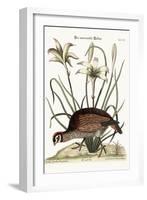 The American Partridge, 1749-73-Mark Catesby-Framed Giclee Print
