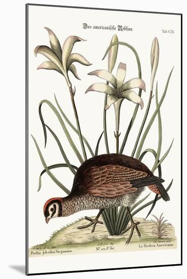 The American Partridge, 1749-73-Mark Catesby-Mounted Giclee Print