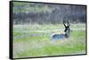 The American Pronghorn, a Buck Rests in the Grass-Richard Wright-Framed Stretched Canvas