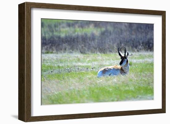 The American Pronghorn, a Buck Rests in the Grass-Richard Wright-Framed Photographic Print