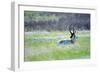 The American Pronghorn, a Buck Rests in the Grass-Richard Wright-Framed Photographic Print
