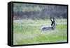 The American Pronghorn, a Buck Rests in the Grass-Richard Wright-Framed Stretched Canvas