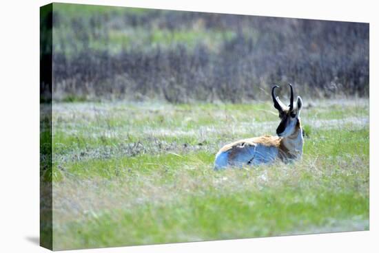 The American Pronghorn, a Buck Rests in the Grass-Richard Wright-Stretched Canvas