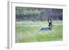 The American Pronghorn, a Buck Rests in the Grass-Richard Wright-Framed Photographic Print