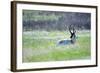 The American Pronghorn, a Buck Rests in the Grass-Richard Wright-Framed Photographic Print