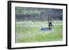 The American Pronghorn, a Buck Rests in the Grass-Richard Wright-Framed Photographic Print