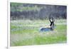 The American Pronghorn, a Buck Rests in the Grass-Richard Wright-Framed Photographic Print