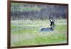 The American Pronghorn, a Buck Rests in the Grass-Richard Wright-Framed Photographic Print