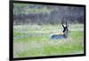 The American Pronghorn, a Buck Rests in the Grass-Richard Wright-Framed Photographic Print