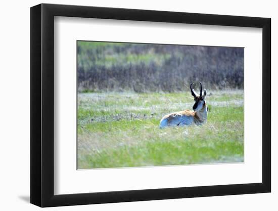 The American Pronghorn, a Buck Rests in the Grass-Richard Wright-Framed Photographic Print