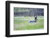 The American Pronghorn, a Buck Rests in the Grass-Richard Wright-Framed Photographic Print