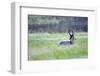 The American Pronghorn, a Buck Rests in the Grass-Richard Wright-Framed Photographic Print