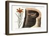 The American Swallow, 1749-73-Mark Catesby-Framed Giclee Print