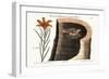 The American Swallow, 1749-73-Mark Catesby-Framed Giclee Print