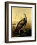 The American Wild Turkey Cock-John James Audubon-Framed Giclee Print