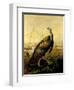 The American Wild Turkey Cock-John James Audubon-Framed Giclee Print