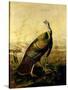 The American Wild Turkey Cock-John James Audubon-Stretched Canvas
