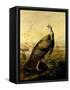 The American Wild Turkey Cock-John James Audubon-Framed Stretched Canvas