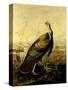 The American Wild Turkey Cock-John James Audubon-Stretched Canvas