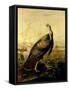 The American Wild Turkey Cock-John James Audubon-Framed Stretched Canvas